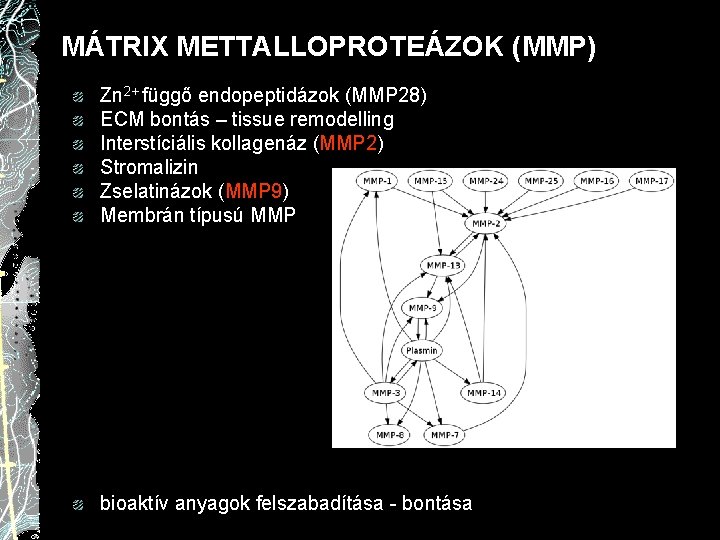 MÁTRIX METTALLOPROTEÁZOK (MMP) Zn 2+ függő endopeptidázok (MMP 28) ECM bontás – tissue remodelling