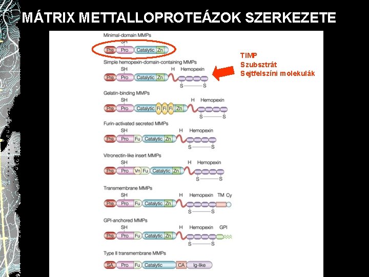 MÁTRIX METTALLOPROTEÁZOK SZERKEZETE TIMP Szubsztrát Sejtfelszíni molekulák 