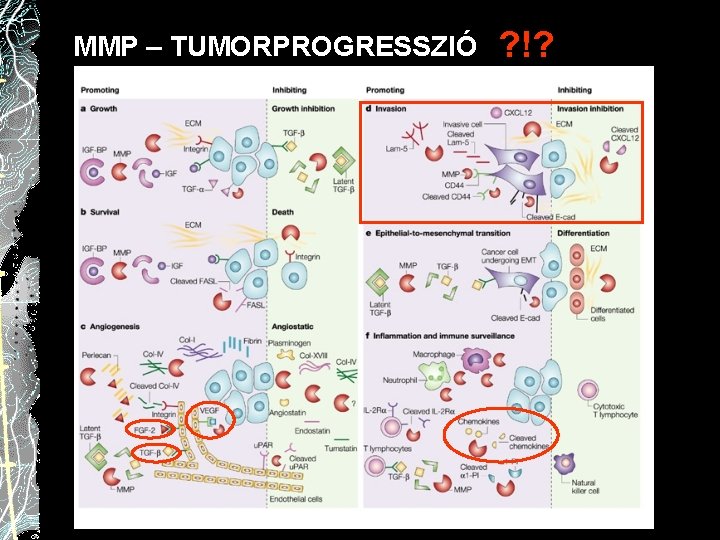 MMP – TUMORPROGRESSZIÓ ? !? 