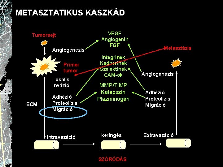 METASZTATIKUS KASZKÁD Tumorsejt Angiogenezis Primer tumor Lokális invázió ECM Adhézió Proteolízis Migráció Intravazáció VEGF