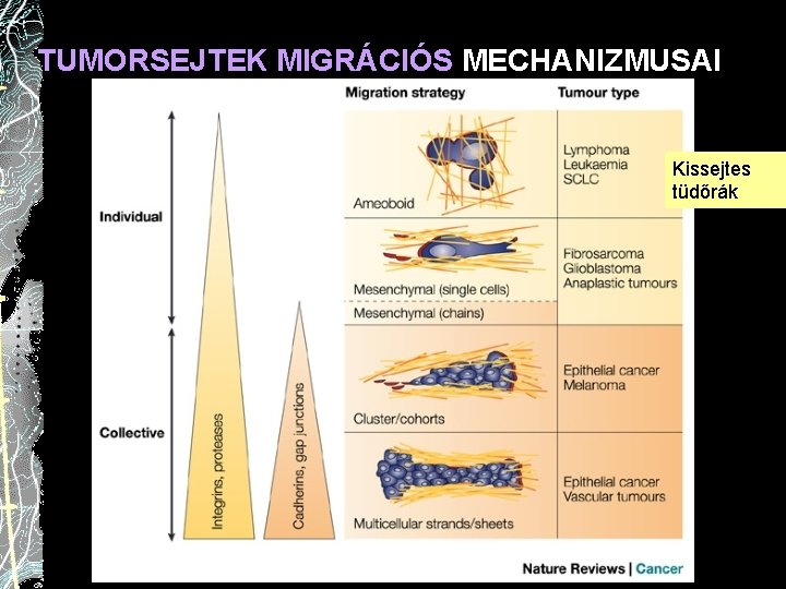 TUMORSEJTEK MIGRÁCIÓS MECHANIZMUSAI Kissejtes tüdőrák 