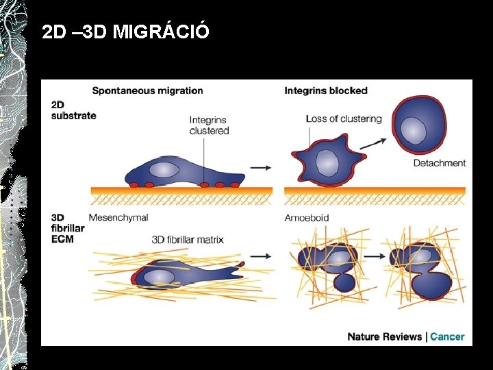 2 D – 3 D MIGRÁCIÓ 