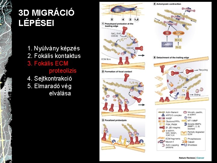 3 D MIGRÁCIÓ LÉPÉSEI 1. Nyúlvány képzés 2. Fokális kontaktus 3. Fokális ECM proteolízis