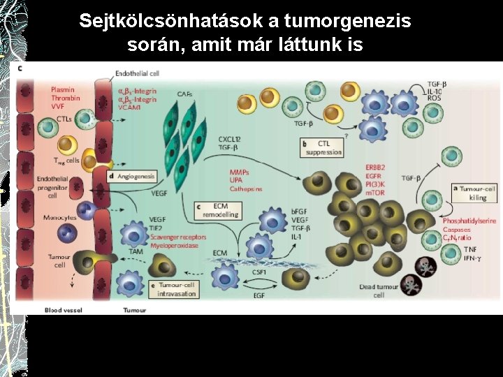 Sejtkölcsönhatások a tumorgenezis során, amit már láttunk is 