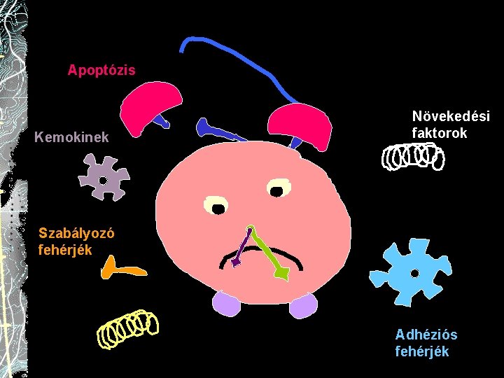 Apoptózis Kemokinek Növekedési faktorok Szabályozó fehérjék Adhéziós fehérjék 