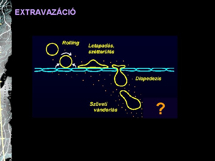 EXTRAVAZÁCIÓ ? 