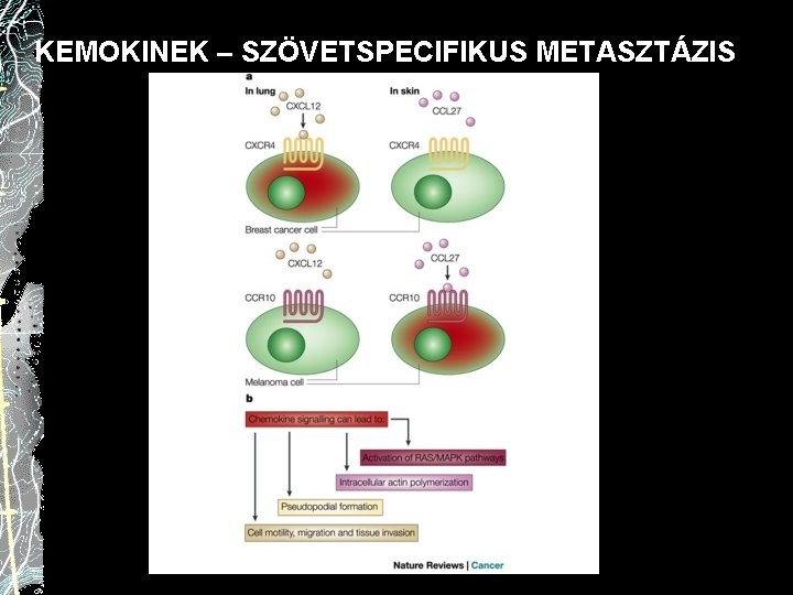 KEMOKINEK – SZÖVETSPECIFIKUS METASZTÁZIS 