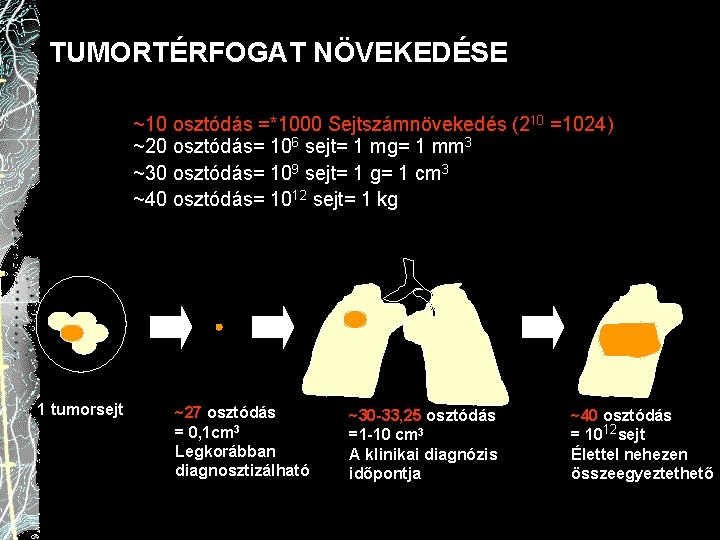 TUMORTÉRFOGAT NÖVEKEDÉSE ~10 osztódás =*1000 Sejtszámnövekedés (210 =1024) ~20 osztódás= 106 sejt= 1 mg=