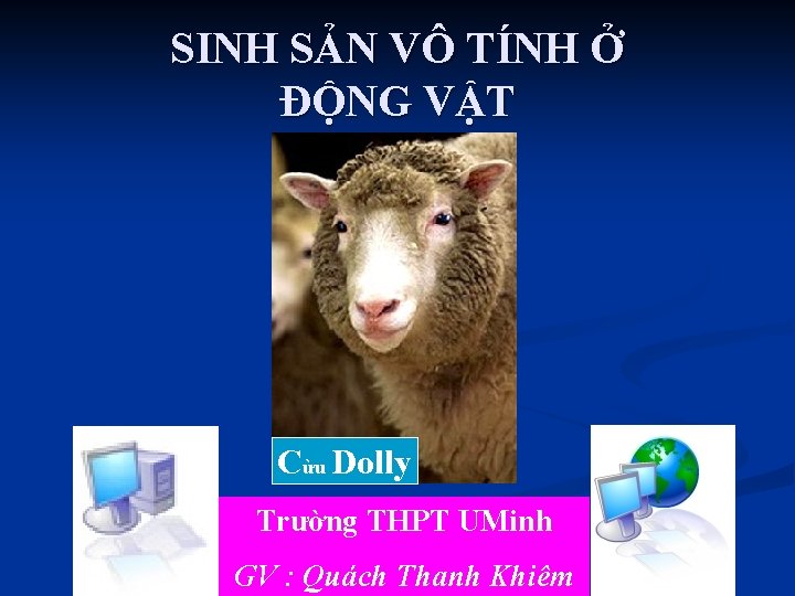 SINH SẢN VÔ TÍNH Ở ĐỘNG VẬT Cừu Dolly Trường THPT UMinh GV :