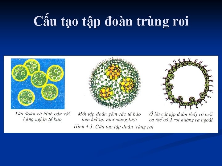 Cấu tạo tập đoàn trùng roi 