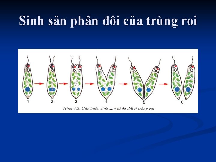 Sinh sản phân đôi của trùng roi 