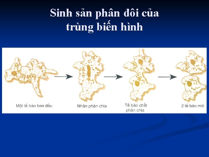 Sinh sản phân đôi của trùng biến hình 