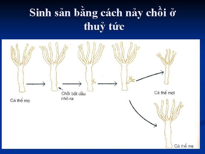 Sinh sản bằng cách nảy chồi ở thuỷ tức 