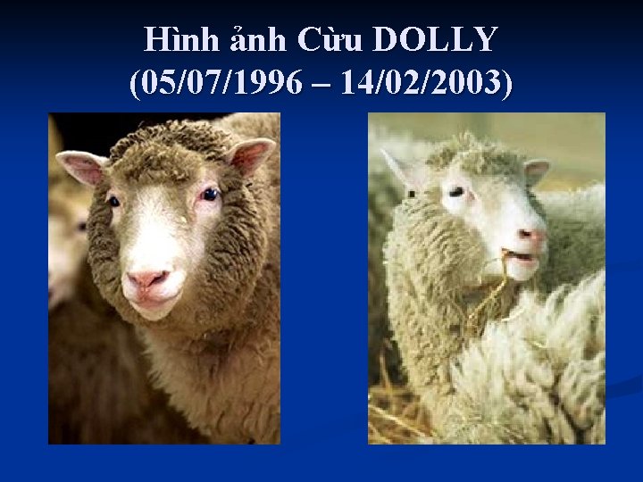 Hình ảnh Cừu DOLLY (05/07/1996 – 14/02/2003) 