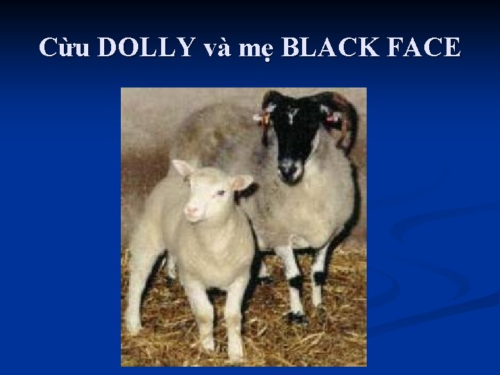 Cừu DOLLY và mẹ BLACK FACE 