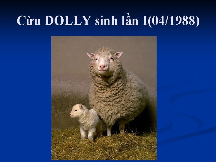 Cừu DOLLY sinh lần I(04/1988) 