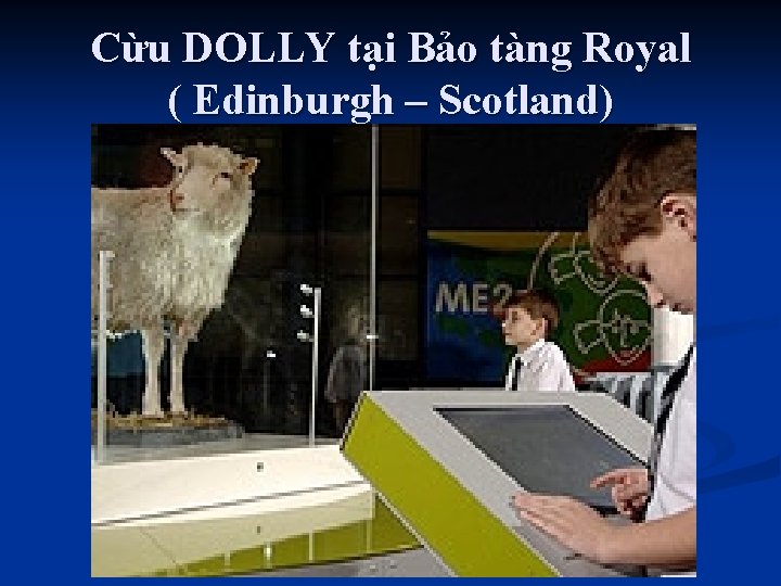 Cừu DOLLY tại Bảo tàng Royal ( Edinburgh – Scotland) 