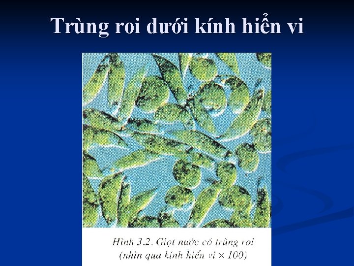 Trùng roi dưới kính hiển vi 