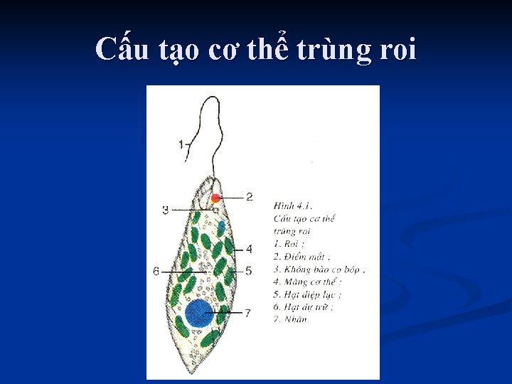 Cấu tạo cơ thể trùng roi 