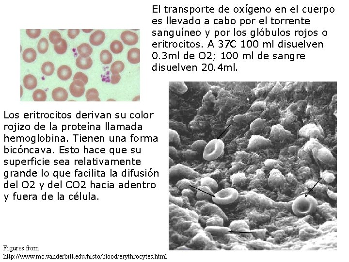 El transporte de oxígeno en el cuerpo es llevado a cabo por el torrente