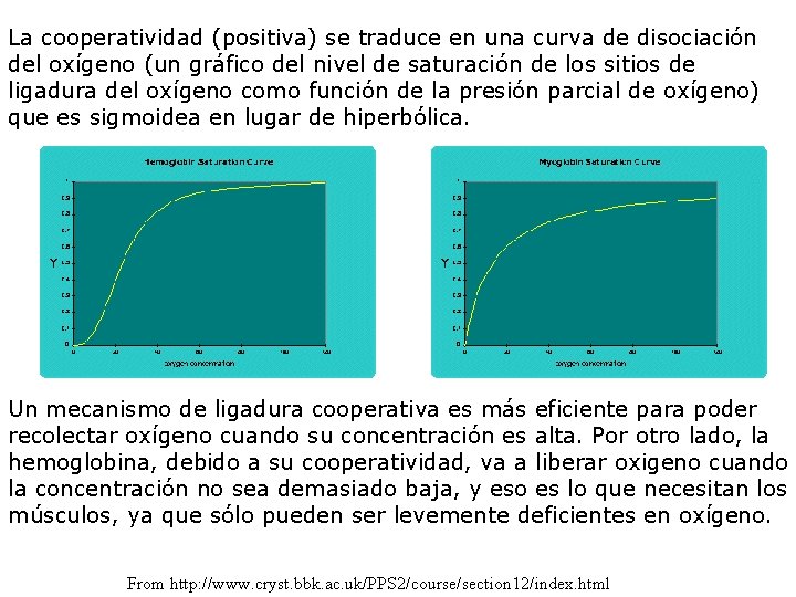 La cooperatividad (positiva) se traduce en una curva de disociación del oxígeno (un gráfico
