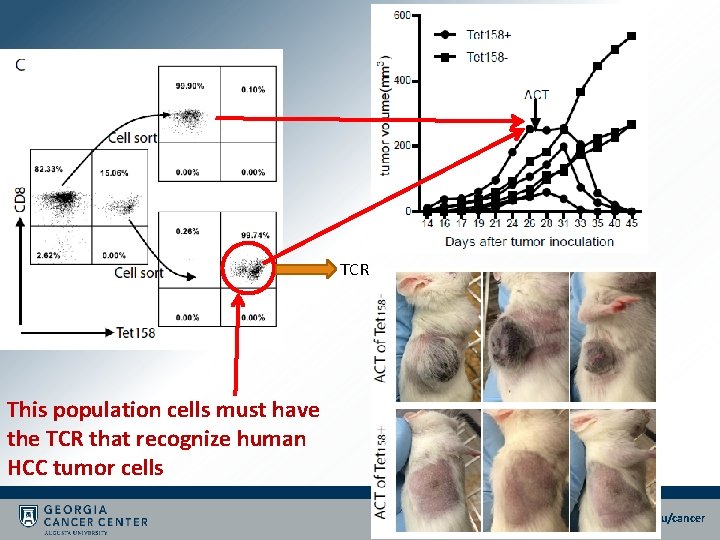 TCR This population cells must have the TCR that recognize human HCC tumor cells TCR This population cells must have the TCR that recognize human HCC tumor cells