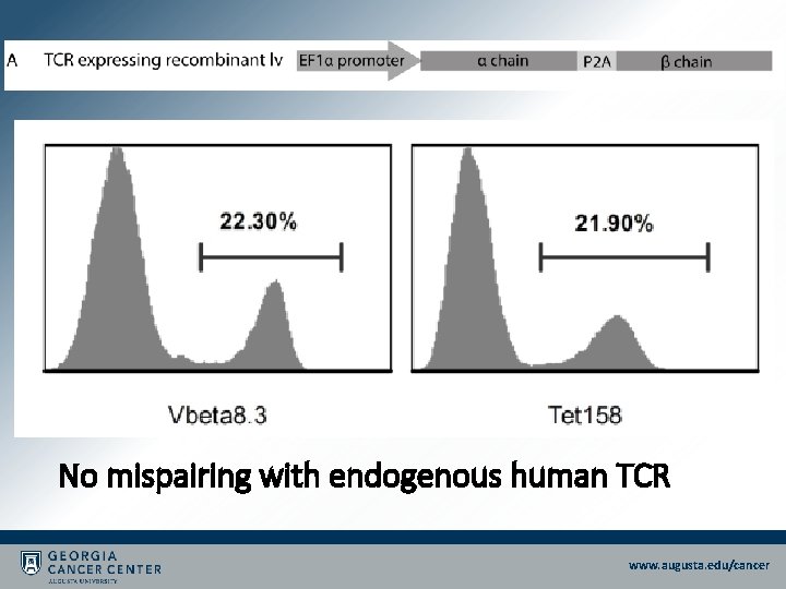 No mispairing with endogenous human TCR www. augusta. edu/cancer No mispairing with endogenous human TCR www. augusta. edu/cancer