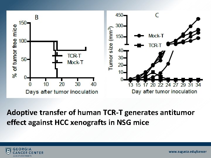 Adoptive transfer of human TCR-T generates antitumor effect against HCC xenografts in NSG mice Adoptive transfer of human TCR-T generates antitumor effect against HCC xenografts in NSG mice