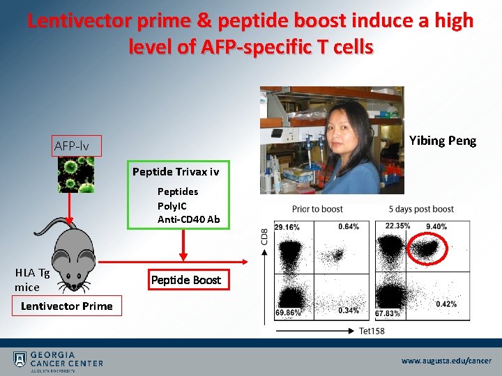 Lentivector prime & peptide boost induce a high level of AFP-specific T cells Yibing Lentivector prime & peptide boost induce a high level of AFP-specific T cells Yibing