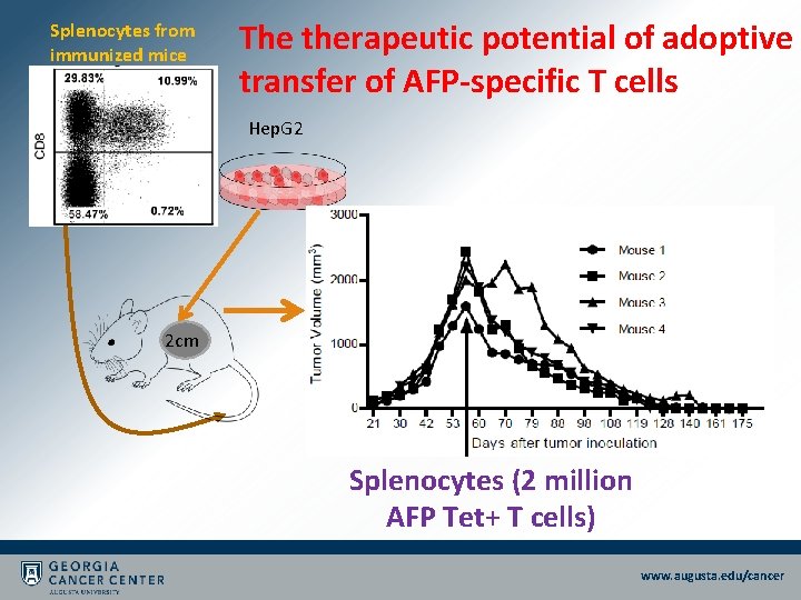 Splenocytes from immunized mice The therapeutic potential of adoptive transfer of AFP-specific T cells Splenocytes from immunized mice The therapeutic potential of adoptive transfer of AFP-specific T cells
