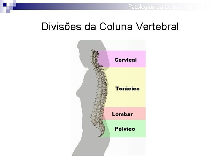 Patologias da Coluna Vertebral Divisões da Coluna Vertebral 