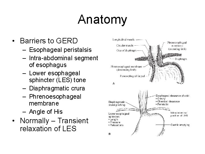 Anatomy • Barriers to GERD – Esophageal peristalsis – Intra-abdominal segment of esophagus –
