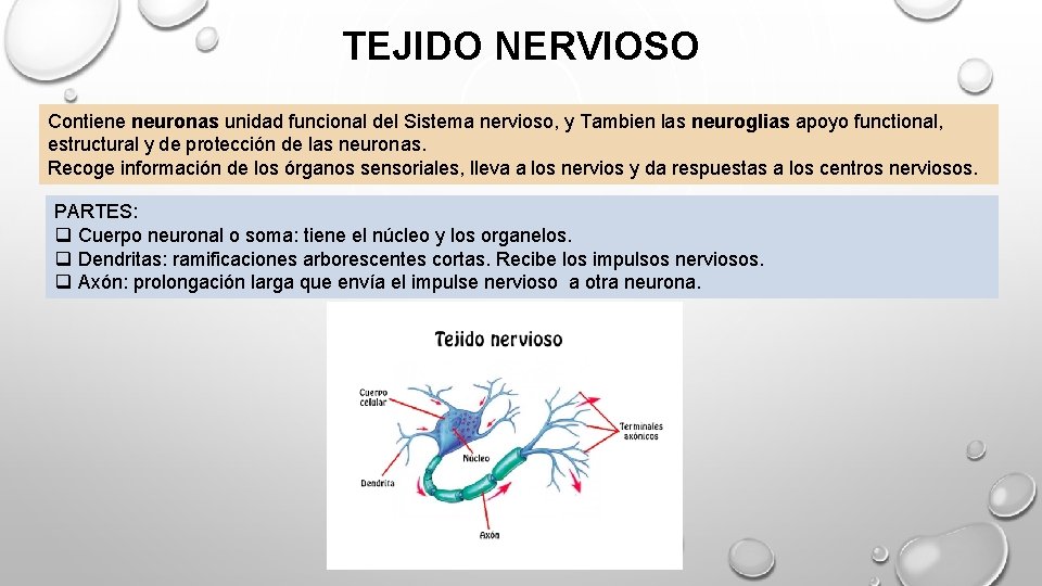 TEJIDO NERVIOSO Contiene neuronas unidad funcional del Sistema nervioso, y Tambien las neuroglias apoyo