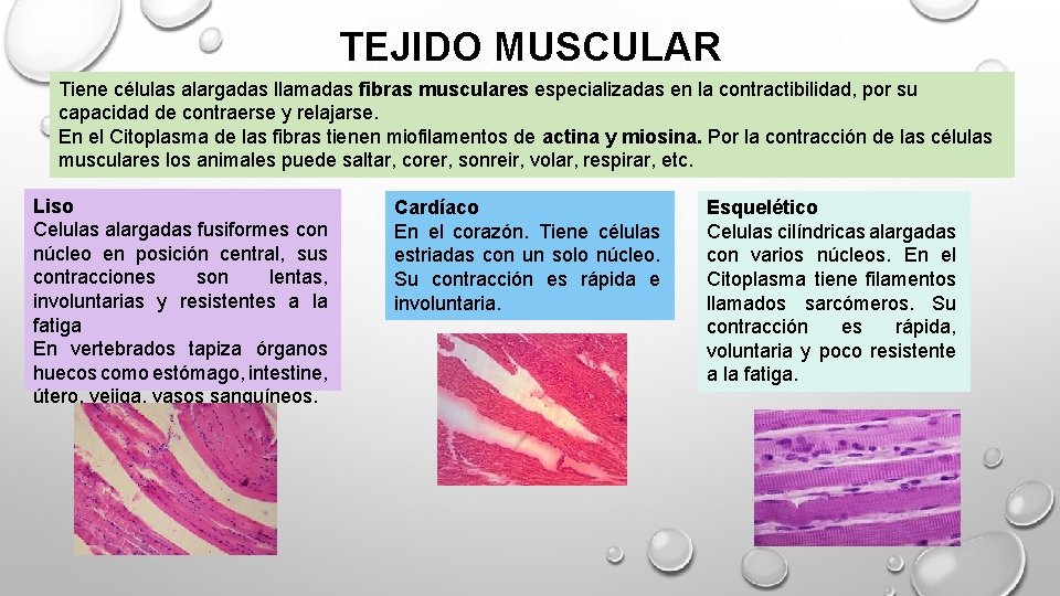 TEJIDO MUSCULAR Tiene células alargadas llamadas fibras musculares especializadas en la contractibilidad, por su
