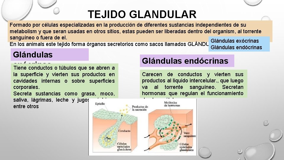 TEJIDO GLANDULAR Formado por células especializadas en la producción de diferentes sustancias independientes de