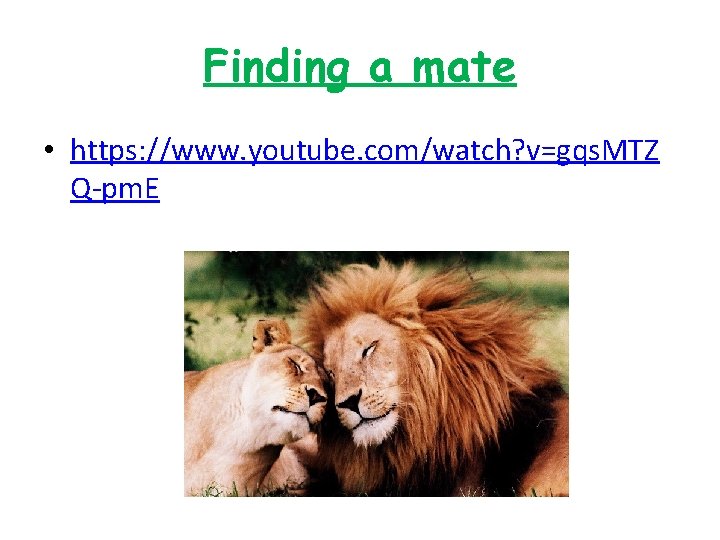 Finding a mate • https: //www. youtube. com/watch? v=gqs. MTZ Q-pm. E 