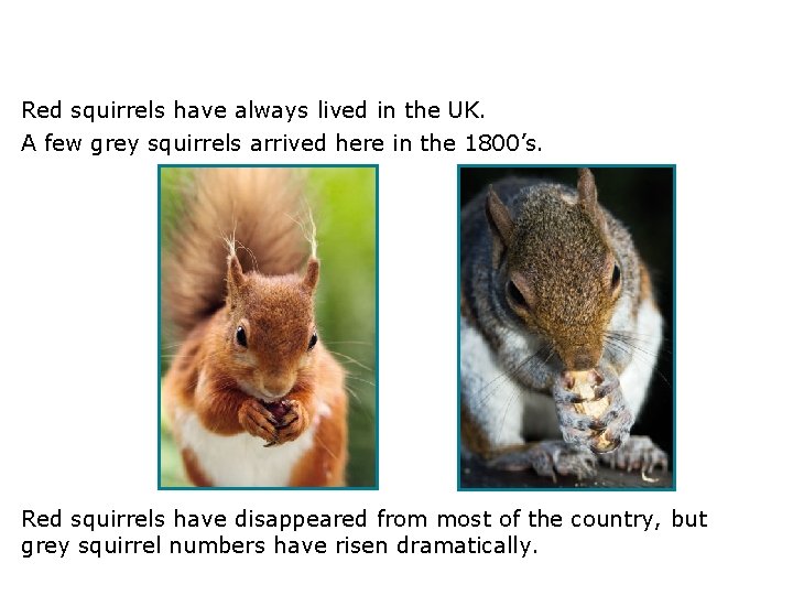 3. 2 Compete or die! Red squirrels have always lived in the UK. A