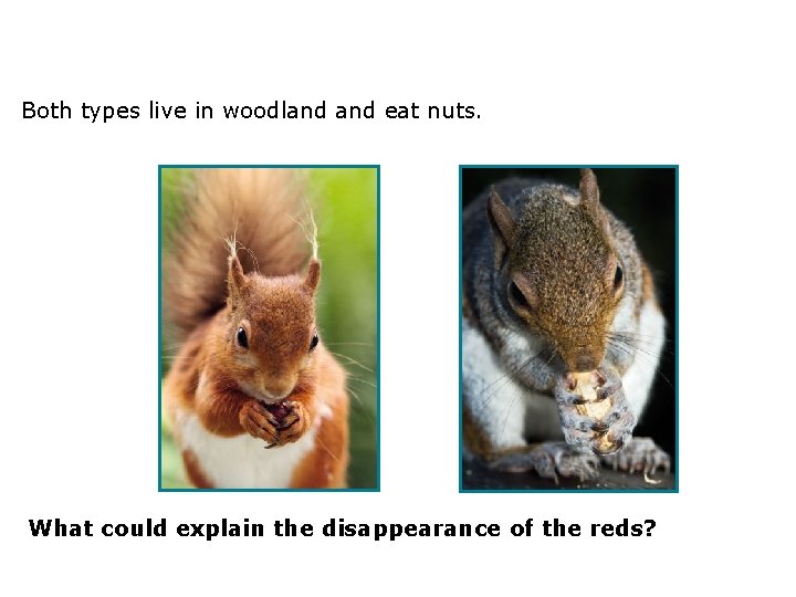 3. 2 Compete or die! Both types live in woodland eat nuts. What could