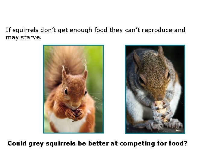 3. 2 Compete or die! If squirrels don’t get enough food they can’t reproduce