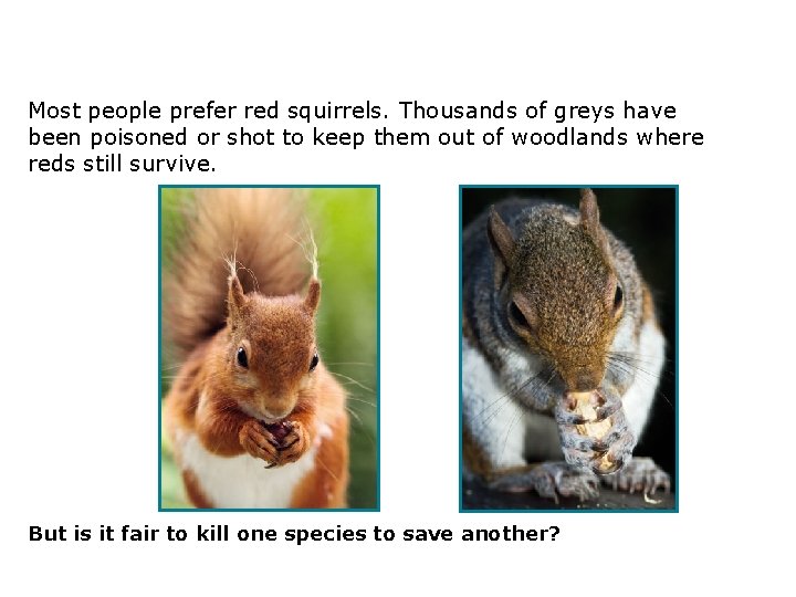 3. 2 Compete or die! Most people prefer red squirrels. Thousands of greys have
