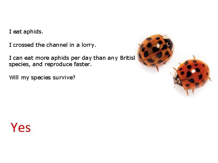 3. 2 Will we survive? I eat aphids. I crossed the channel in a