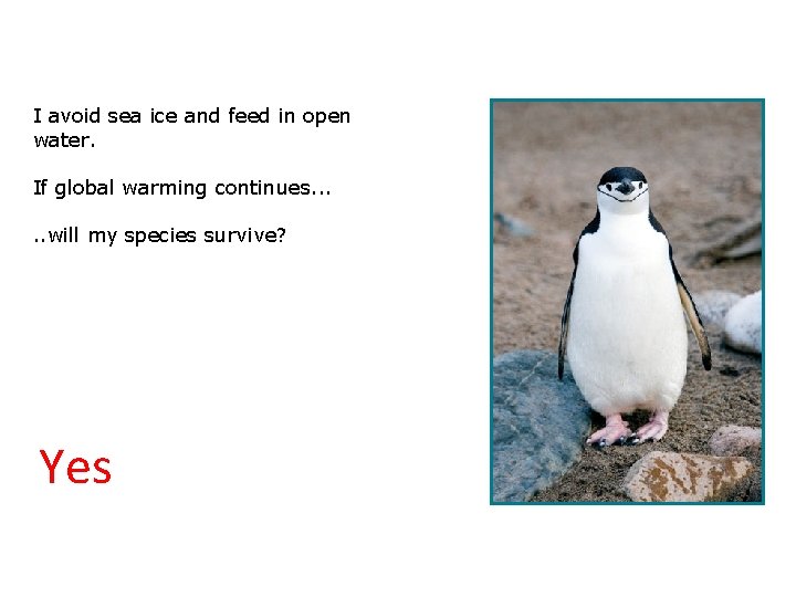 3. 2 Will we survive? I avoid sea ice and feed in open water.