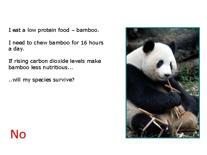 3. 2 Will we survive? I eat a low protein food – bamboo. I