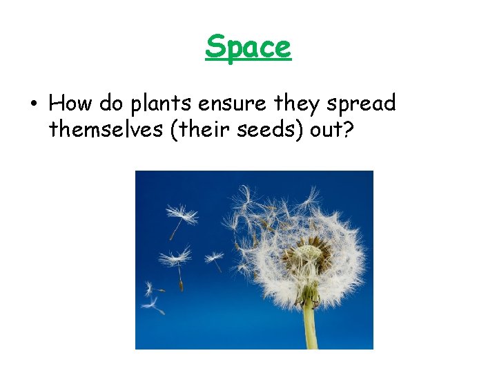 Space • How do plants ensure they spread themselves (their seeds) out? 