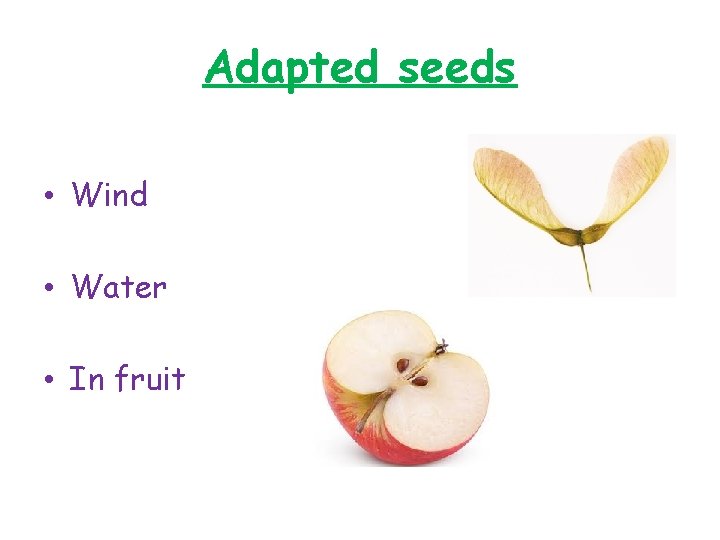 Adapted seeds • Wind • Water • In fruit 