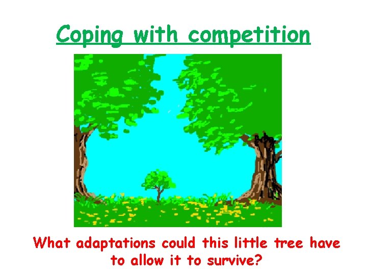 Coping with competition What adaptations could this little tree have to allow it to
