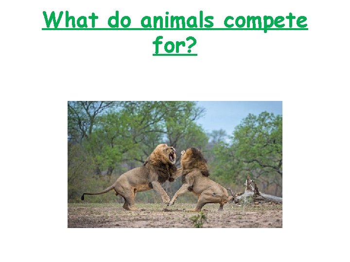 What do animals compete for? 
