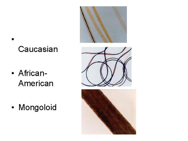  • Caucasian • African. American • Mongoloid 