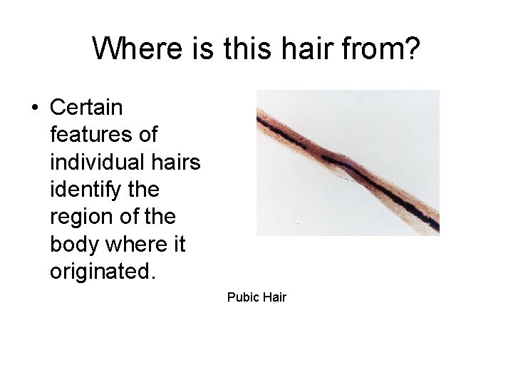 Where is this hair from? • Certain features of individual hairs identify the region