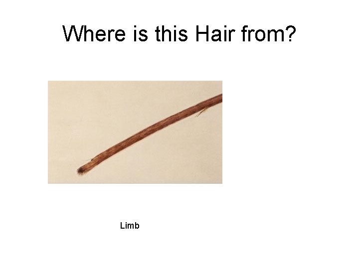 Where is this Hair from? Limb Where is this Hair from? Limb